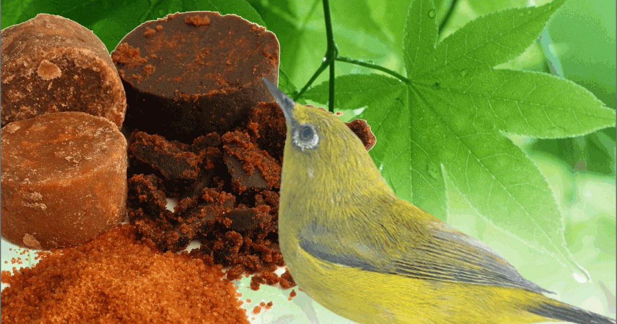 Beraneka Macam Daftar Burung Kicau Lewat Harganya Inovasi Dan