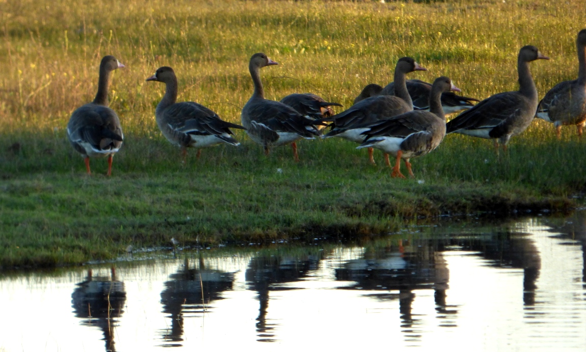 Geotripper's California Birds Greater Whitefronted Geese the Next to