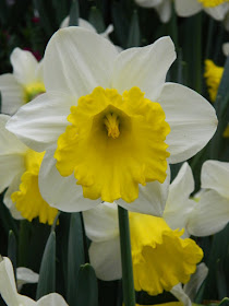 White and yellow trumpet daffodils at Allan Gardens Conservatory 2016 Spring Flower Show by garden muses-not another Toronto gardening blog