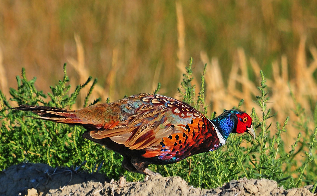 Wyoming Photos Pheasant