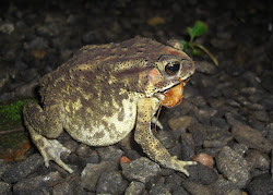 centipede toad feeding centipedes
