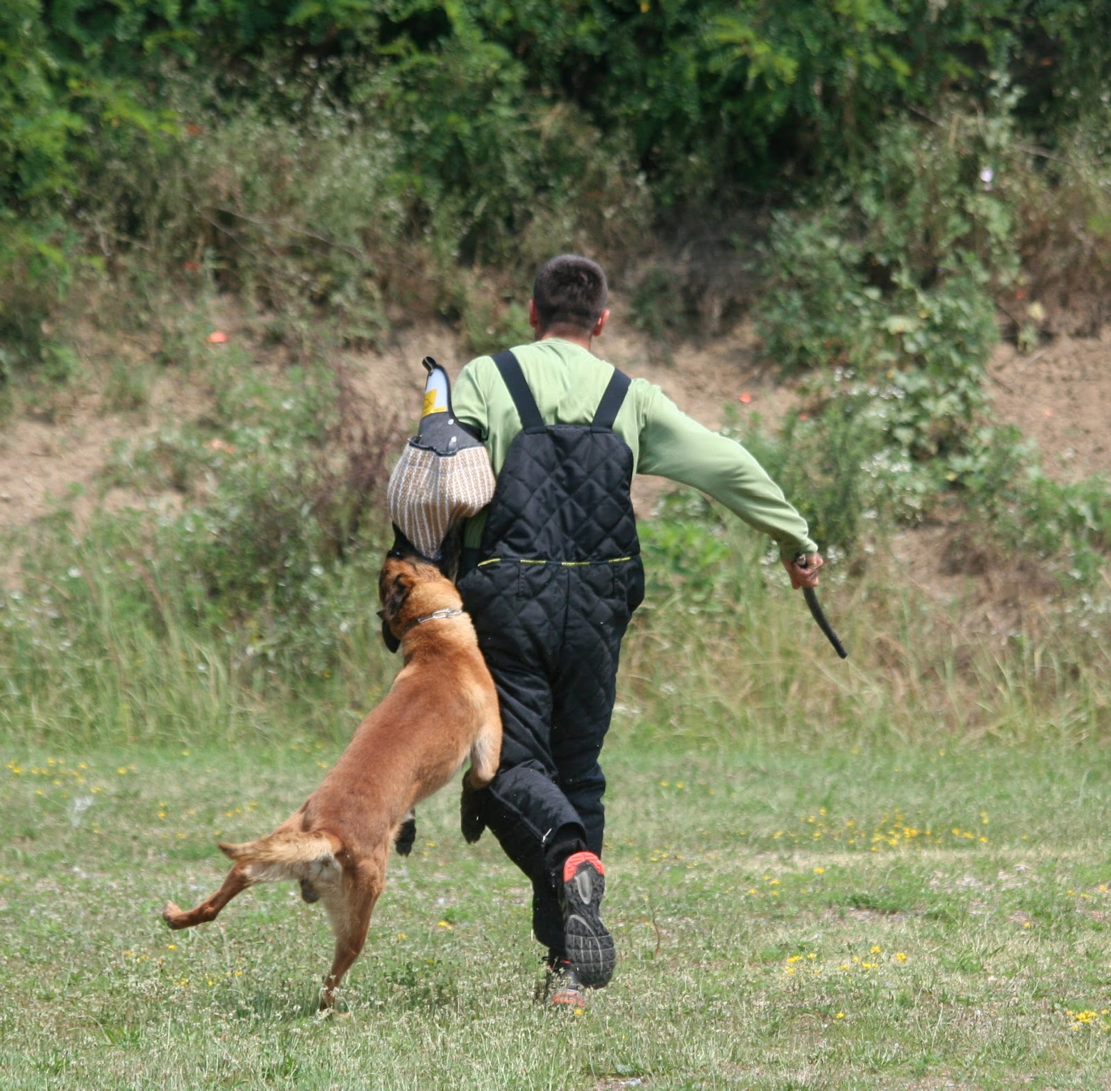 Gelios Dogs Defense dogs' skills presentation. Lazarevac, July 6