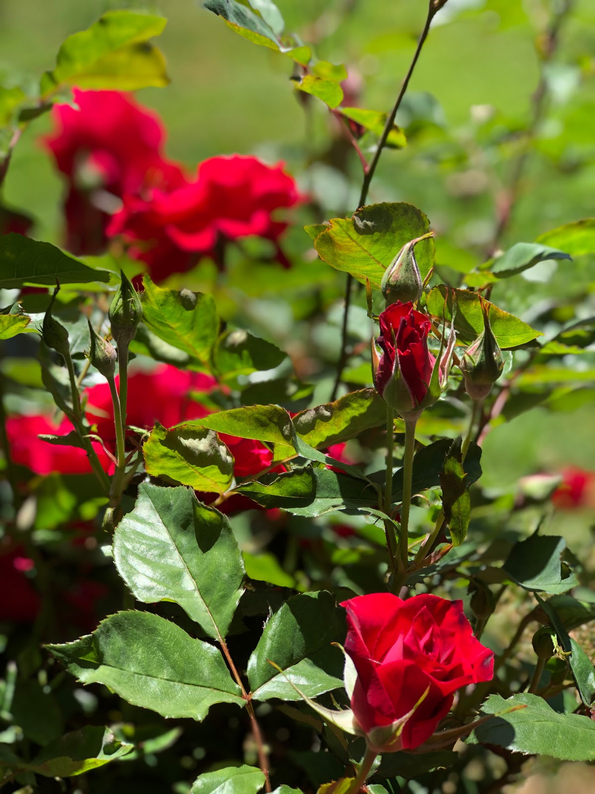 Wild Roses Look Great In An Old Fashioned Flower Garden Paired