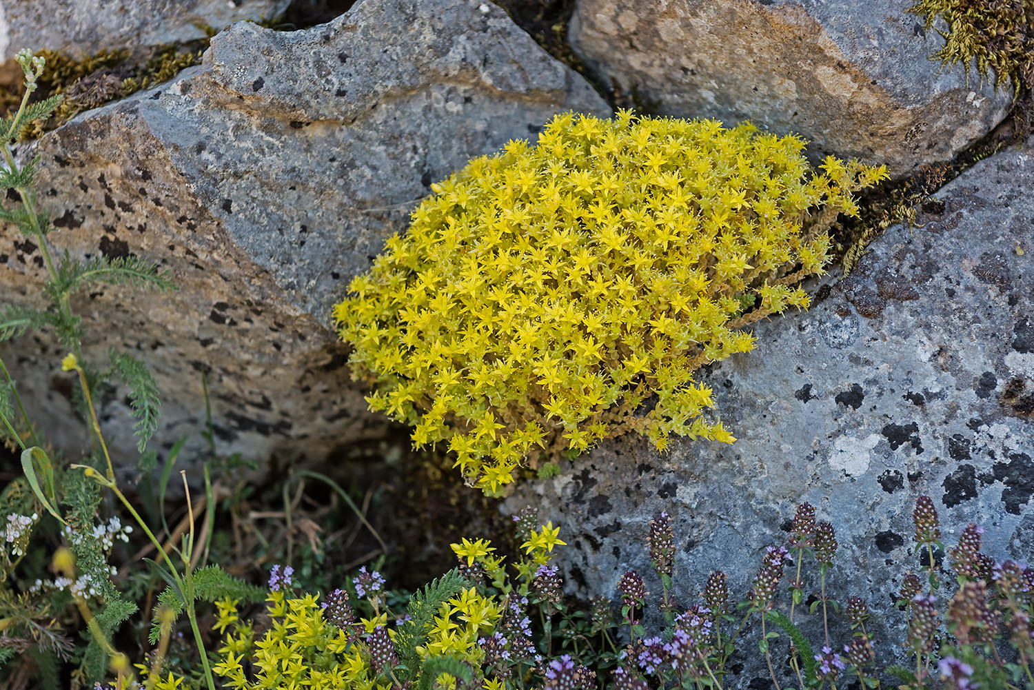 El Jardín de la Barrosa: Algunas plantas de rocalla de la cordillera