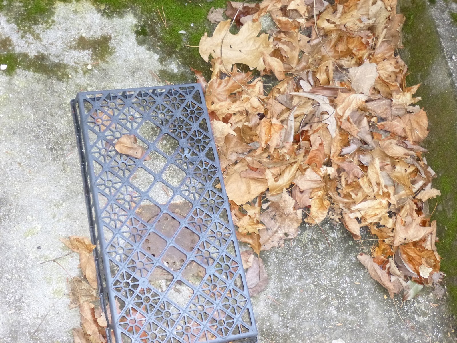 REFLECTIONS Prevent Leaves from Clogging My Drain