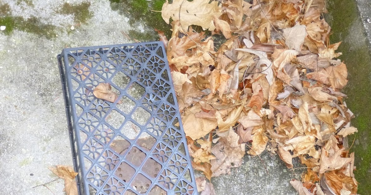 REFLECTIONS Prevent Leaves from Clogging My Drain