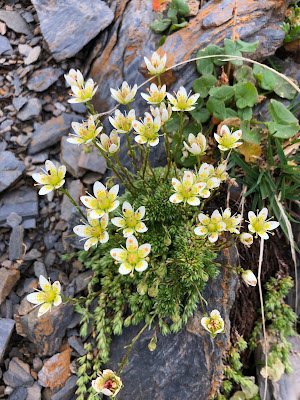 [Saxifragaceae] Saxifraga byroides – Mossy Saxifrage (Sassifraga briode)