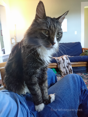 Best Vet Recommended Cat Food Target Best Vet Recommended Cat Food Target