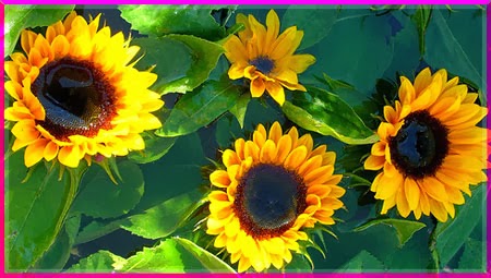 y nghia hoa huong duong y nghia hoa huong duong