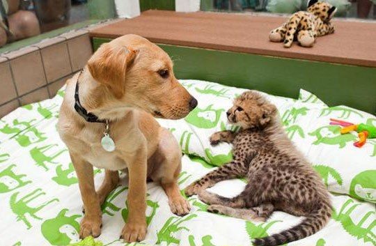 A dog and cheetah growing up together, animal friends, interspecies friends, cute animals