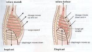 Sistem Pernapasan Pada Manusia Inan Kito