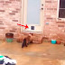 E essa foi a primeira reação desse gato com a portinha que seu dono passou horas instalando para ele