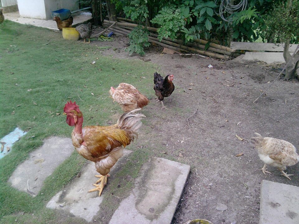 CRIADERO AVICOLA LLANO GRANDE POLLOS CRIOLLOS