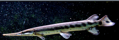 Kisaran Harga Ikan Aligator jenis longnose gar