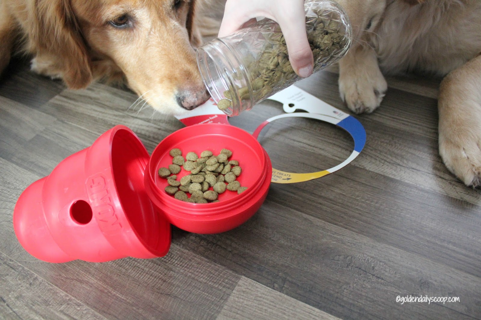 Chewy Delivers Kong Wobbler Fun #ChewyInfluencer - Golden Daily Scoop