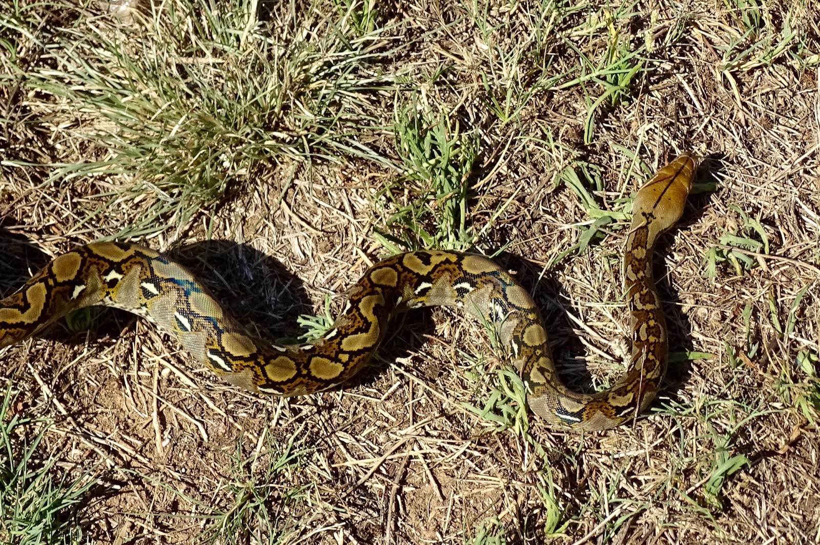 SERPIENTES DE TODO EL MUNDO BOAS Y PITONES
