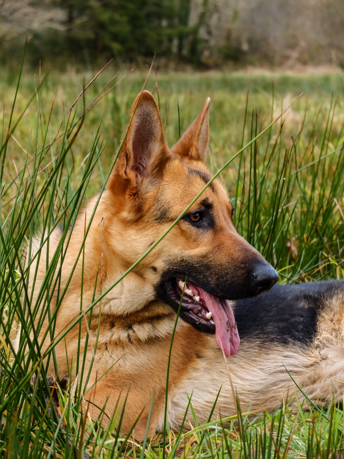 Profile of German Shepherd Nala lying in tall grass in a field.