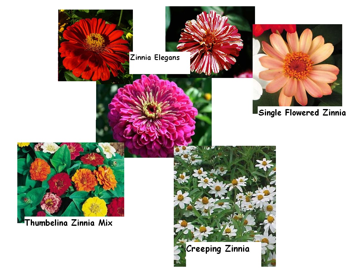 types of flowers bulbs Butterflies Types of Zinnia Flowers | 1219 x 914