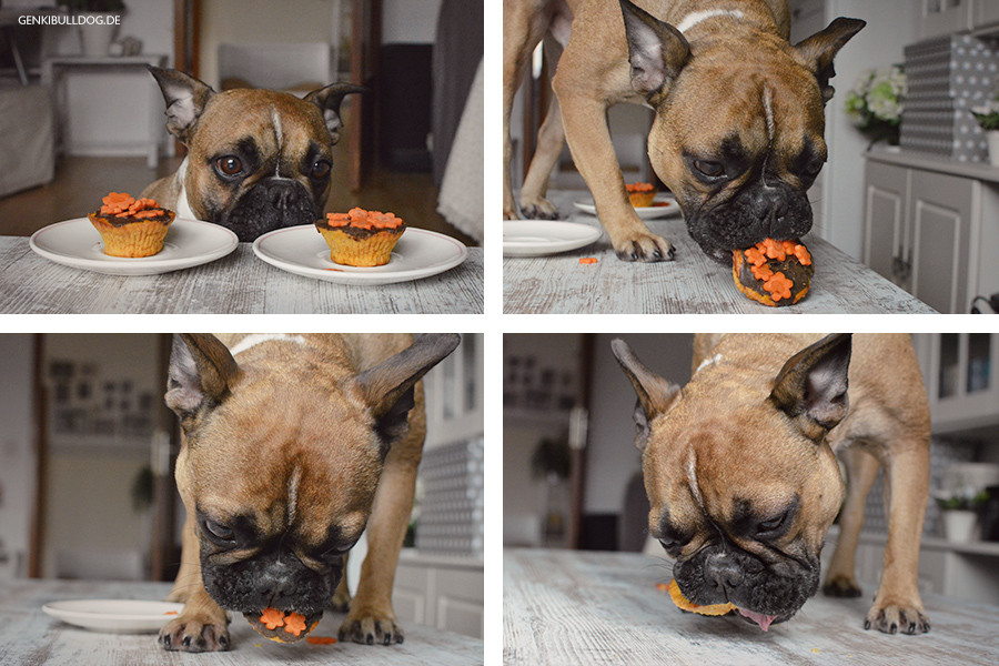 Hundeblog Rezept: Karotten Muffins für Hunde backen Hundeblog Rezept: Karotten Muffins für Hunde backen