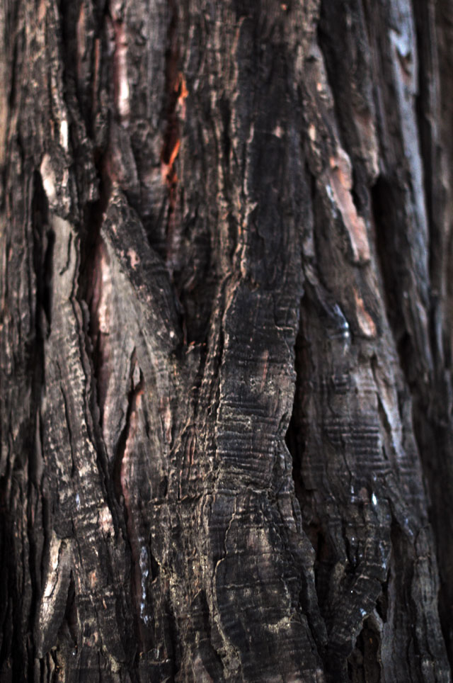 tree bark