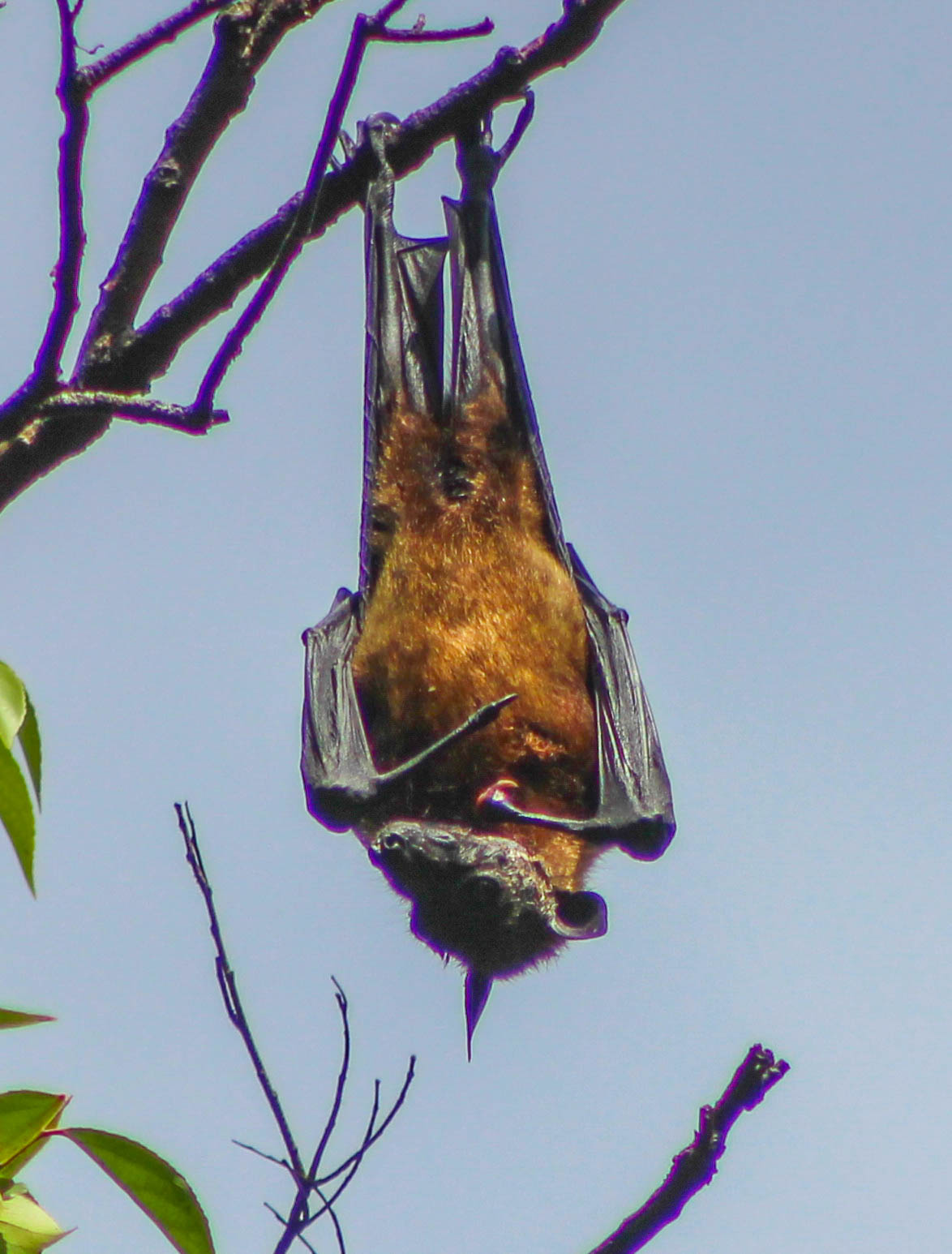 Cannundrums Indian Flying Fox
