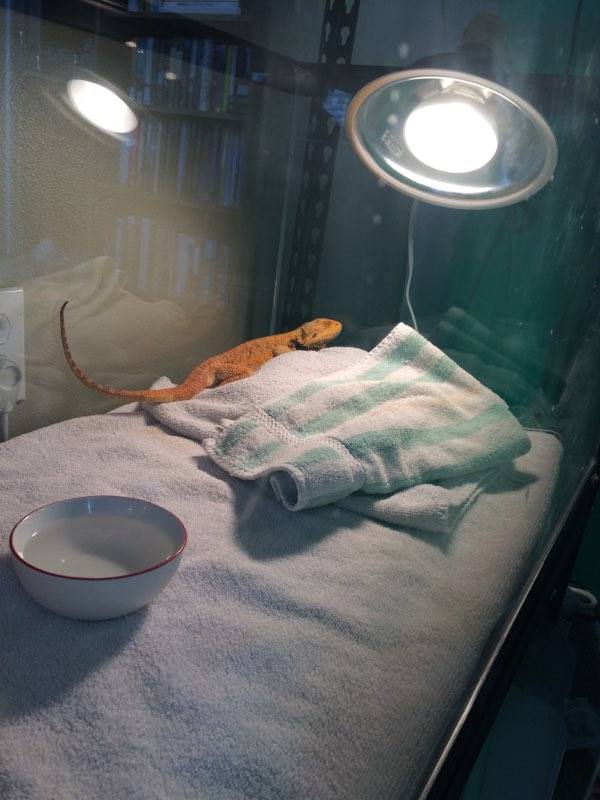 bearded-dragon-sick-2.jpg