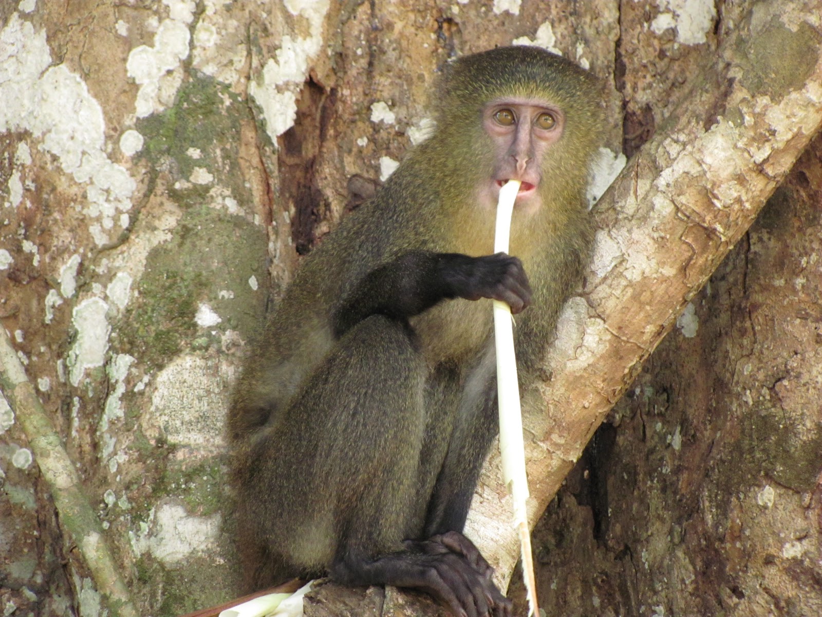 ... of the lesula, the new species of monkey, courtesy of Kate Detwiler