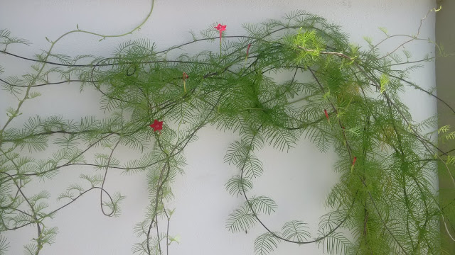 Ipomoea quamoclit (cypress vine) Ipomoea quamoclit (cypress vine)