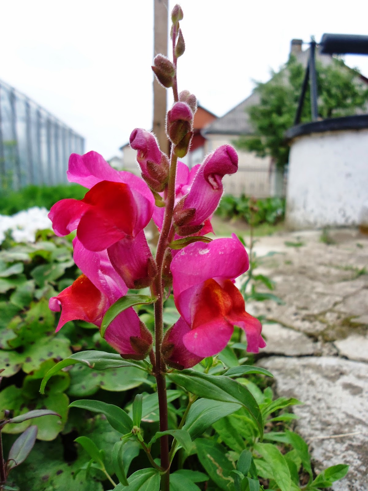 šis tas apie šį tą (91) Tarp kitko vaikystės gėlės