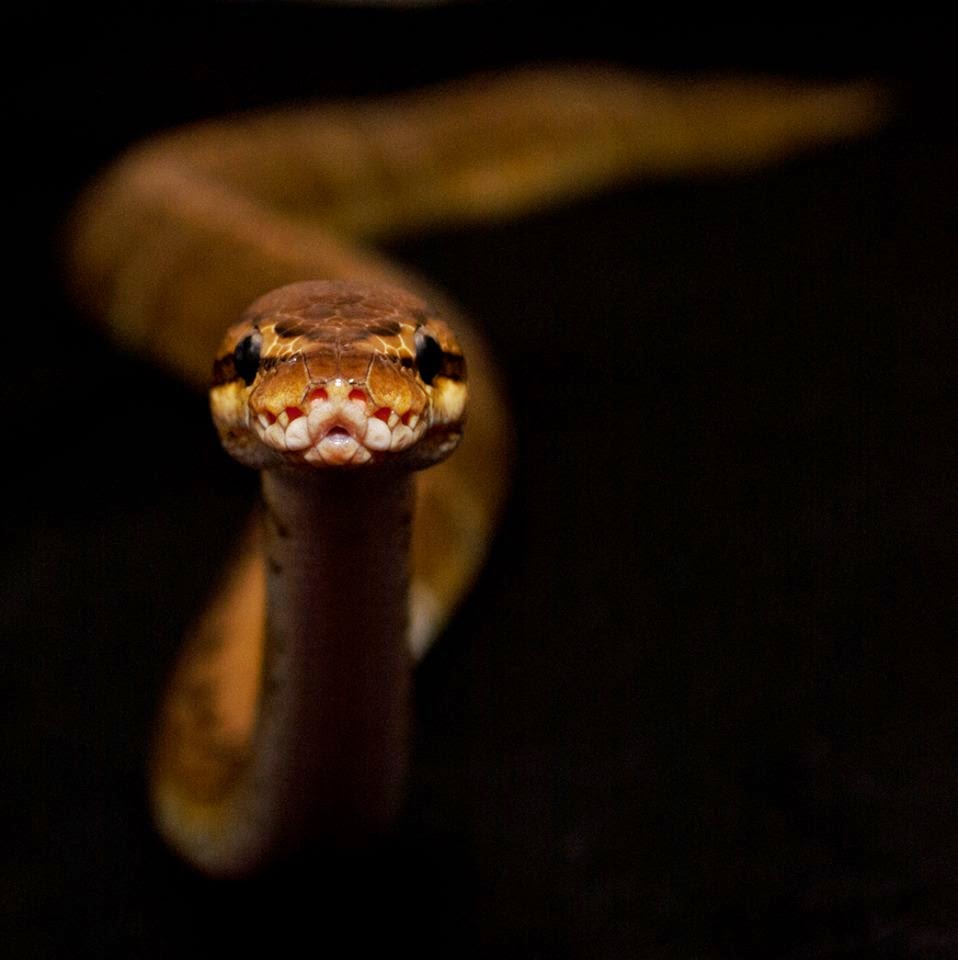 The Joys of Reptile Keeping and Awesome Reptiles Affordable Reptiles