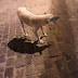 Carta da Associação Mairiense de Proteção aos Animais (AMPA)