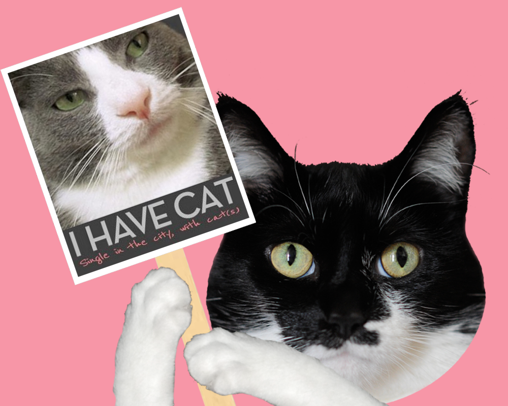 GLOGIRLY: Congrats I Have Cat(s)