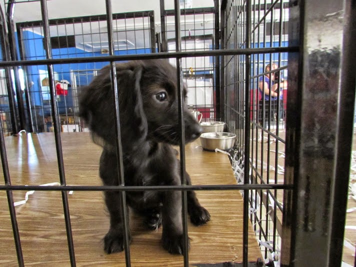 dog-days-adoption-events