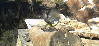 Birding Sobrarbe "ruta ornitológica de Casa Gerbe"