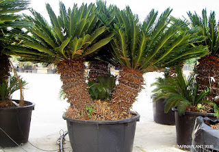 Cycas revoluta ejemplar en vivero planta palmácea 