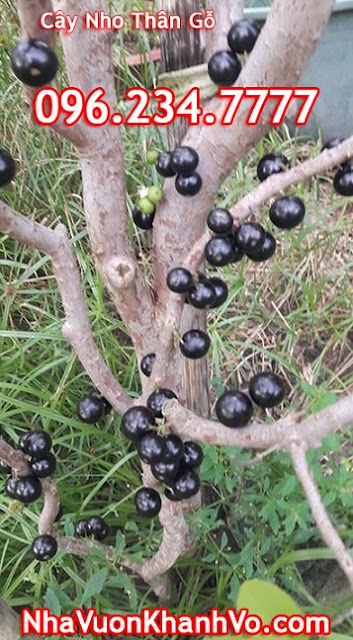 Mua bán rao vặt: Góc cây trồng: Cây Nho thân gỗ Jabuticaba Khanh-vo-ban-nho-than-go-gia-re-dep-co-trai-tphcm