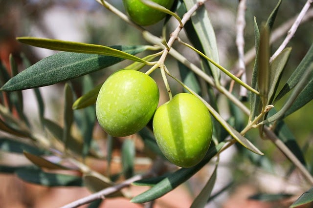 aceitunas en la cocina de la abuela