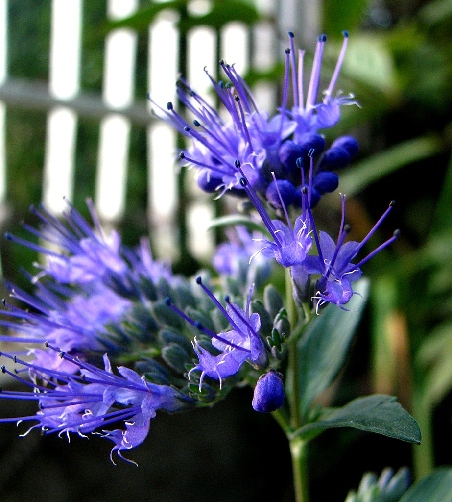 Ssottobicchieri Datura Viola Blu Sottobicchiere Assorbente