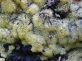 Ceratiomyxa fruticulosa - Cératiomyxie fruticuleuse Ceratiomyxa fruticulosa - Cératiomyxie fruticuleuse