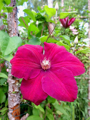 Clematis Madame Julia Correvon