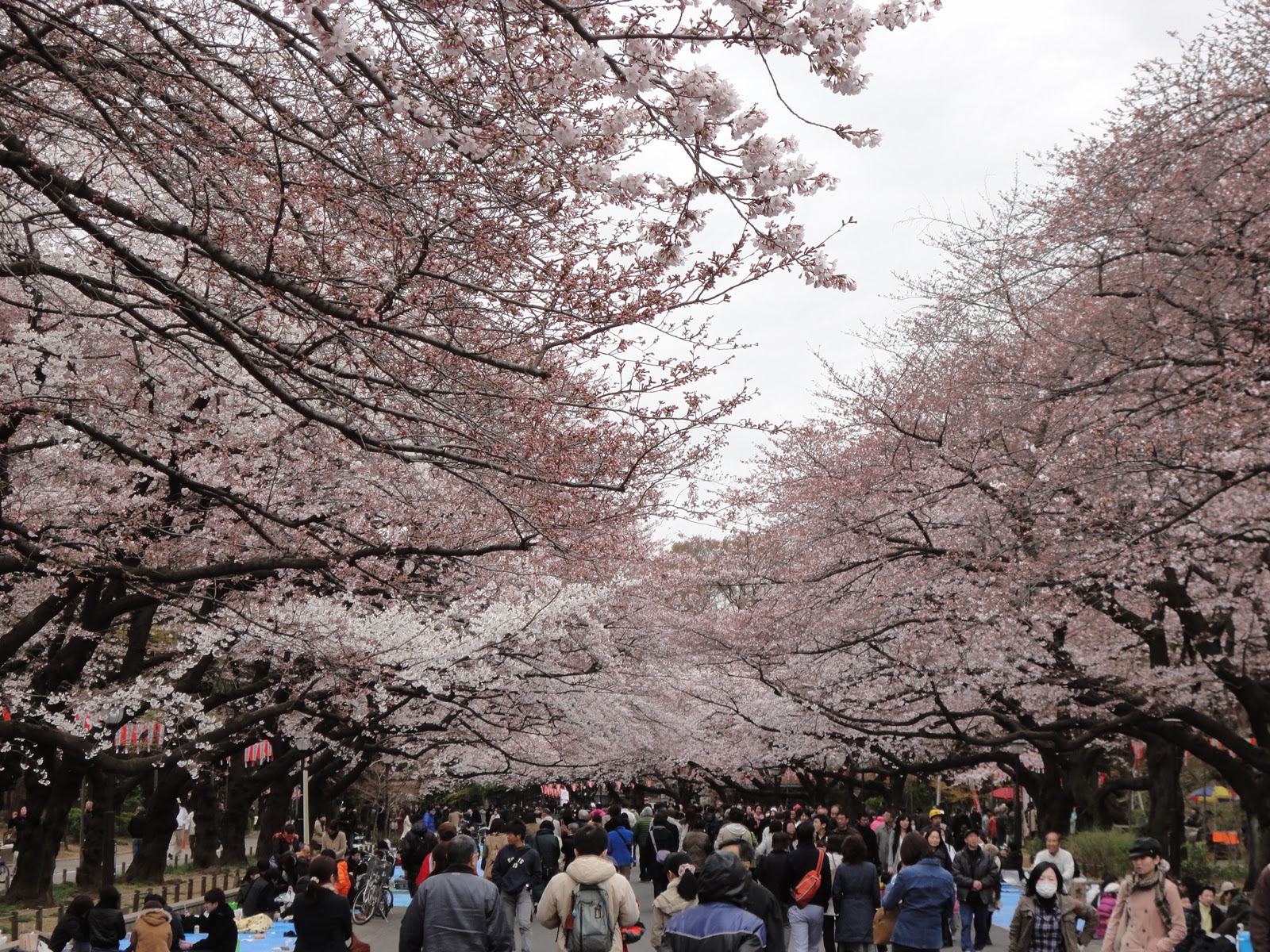 ueno park jadi salah satu lokasi paling terkenal dan ramai untuk menikmati pemandangan bunga sakura taman ini dipenuhi oleh kurang lebih 1000 pohon sakura