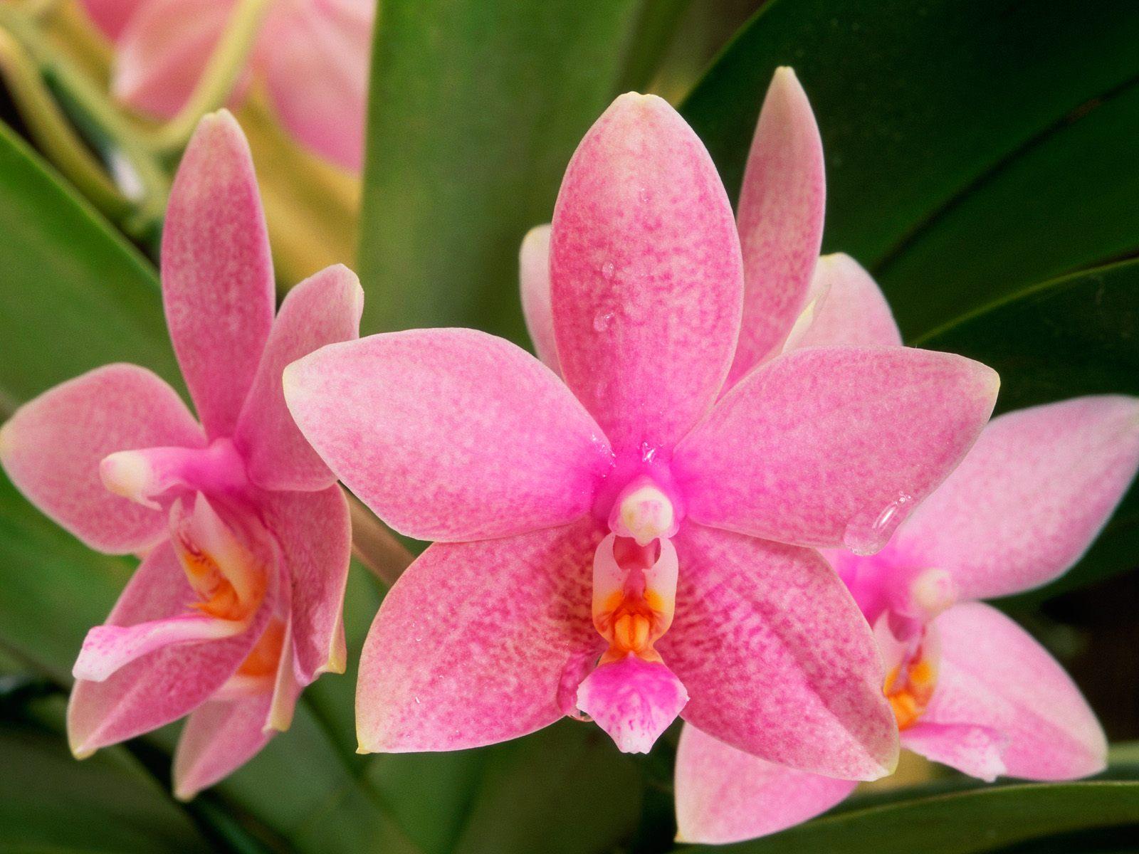 orchid flower pictures orchid flower pictures