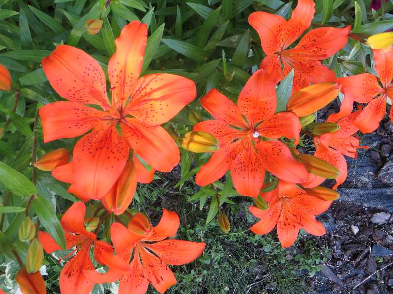 Alaska 2013 Alaska Day 4849 Soldotna