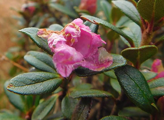 Różanecznik wschodniokarpacki (Rhododendron kotschyi)