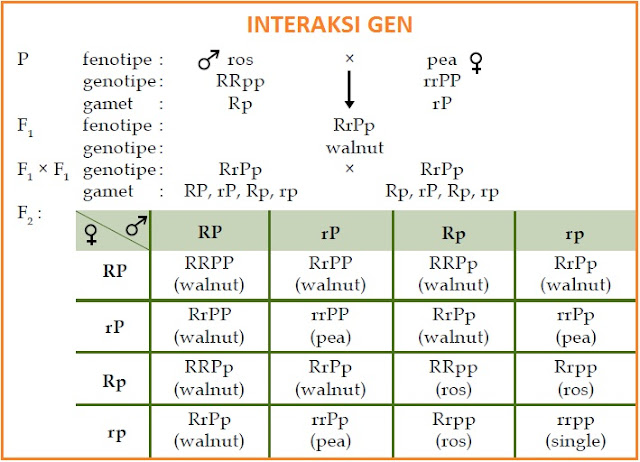 BIOLOGI GONZAGA CATATAN SEMU MENDEL