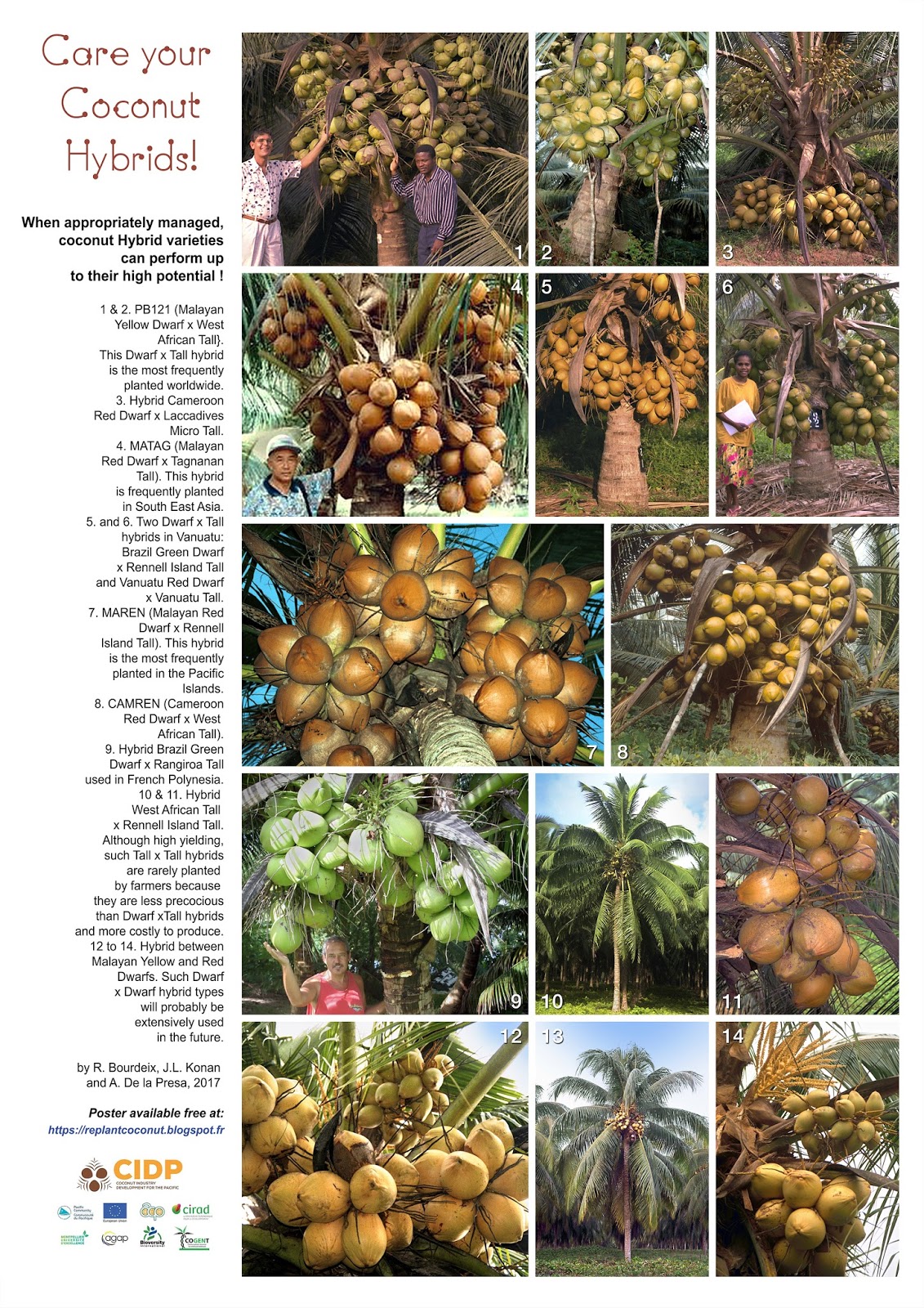 Coconut planting material for the Pacific region False and true ideas