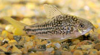 Jenis Ikan Corydoras nanus