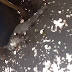 Gatos são achados mortos no Pio X na zona norte de Cajazeiras