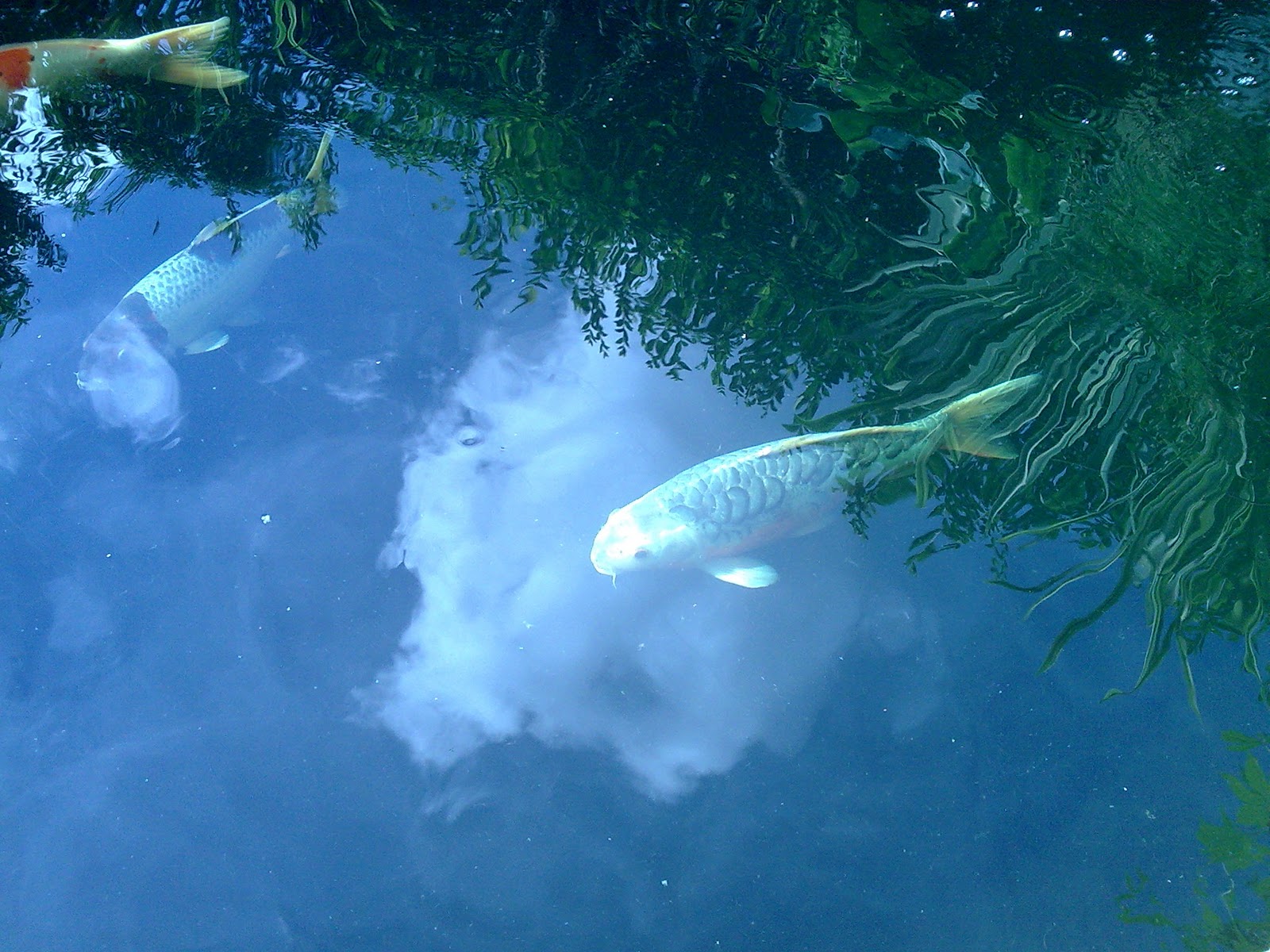 FIREBERT How to keep healthy fish in your aquarium and pond.