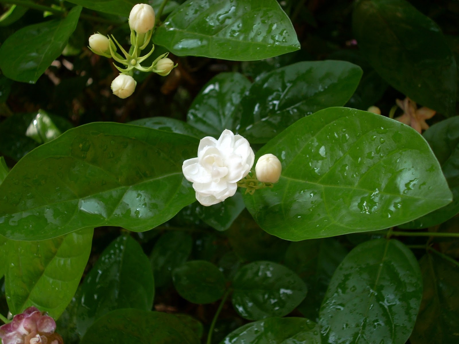 Fun 'n' Creations Jasmine Flower